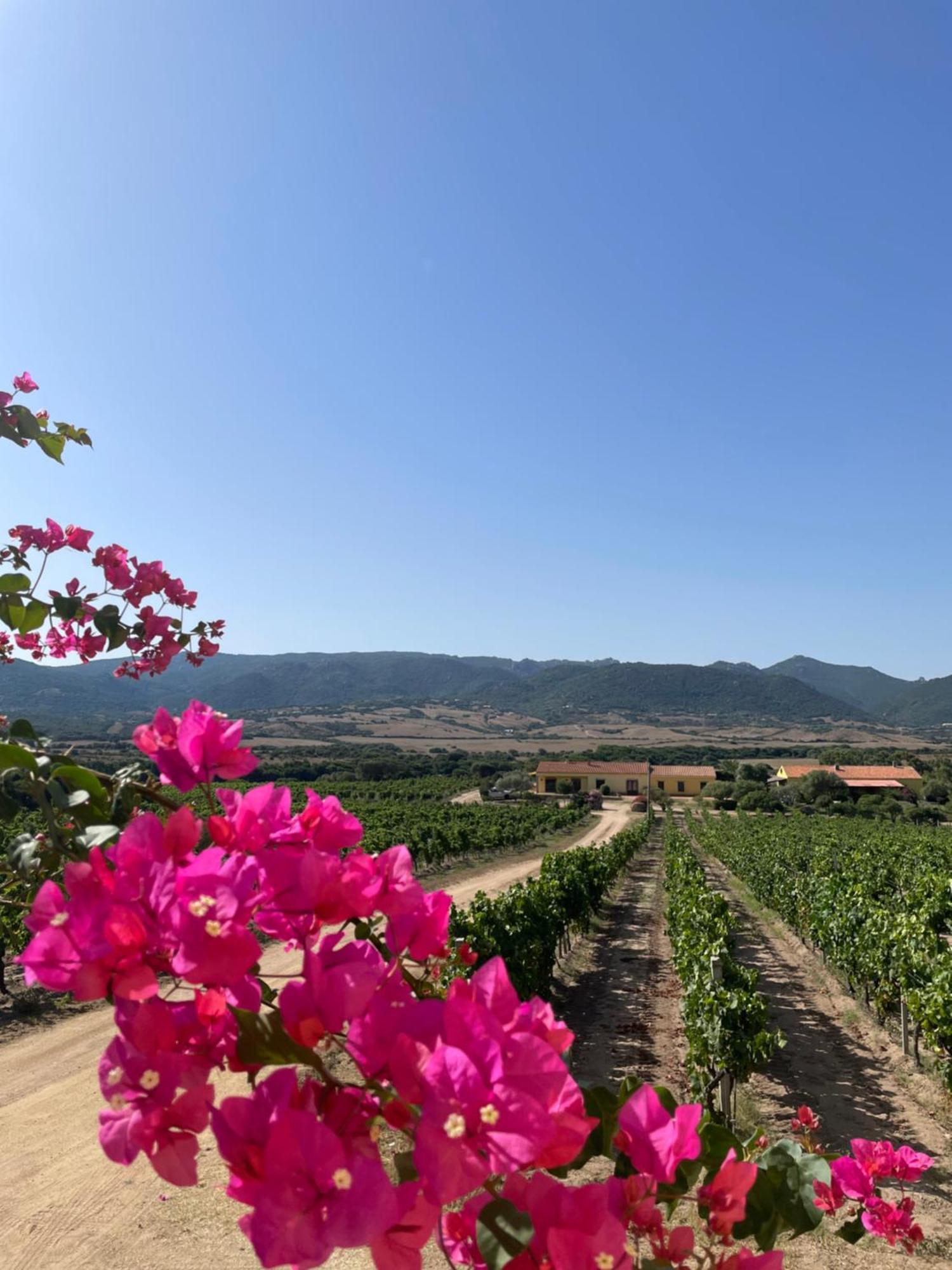 Agriturismo Campesi Casale Tra Le Vigne Альєнту Екстер'єр фото