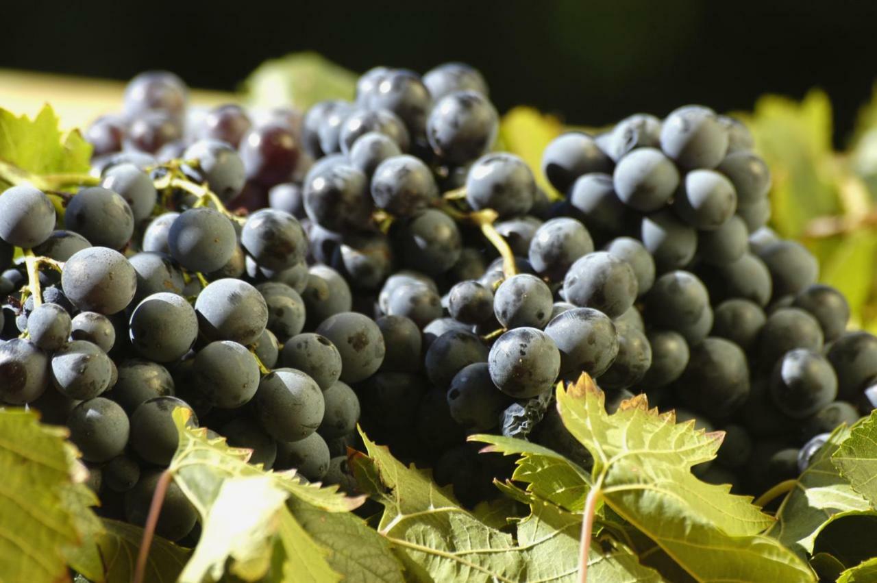 Agriturismo Campesi Casale Tra Le Vigne Альєнту Екстер'єр фото